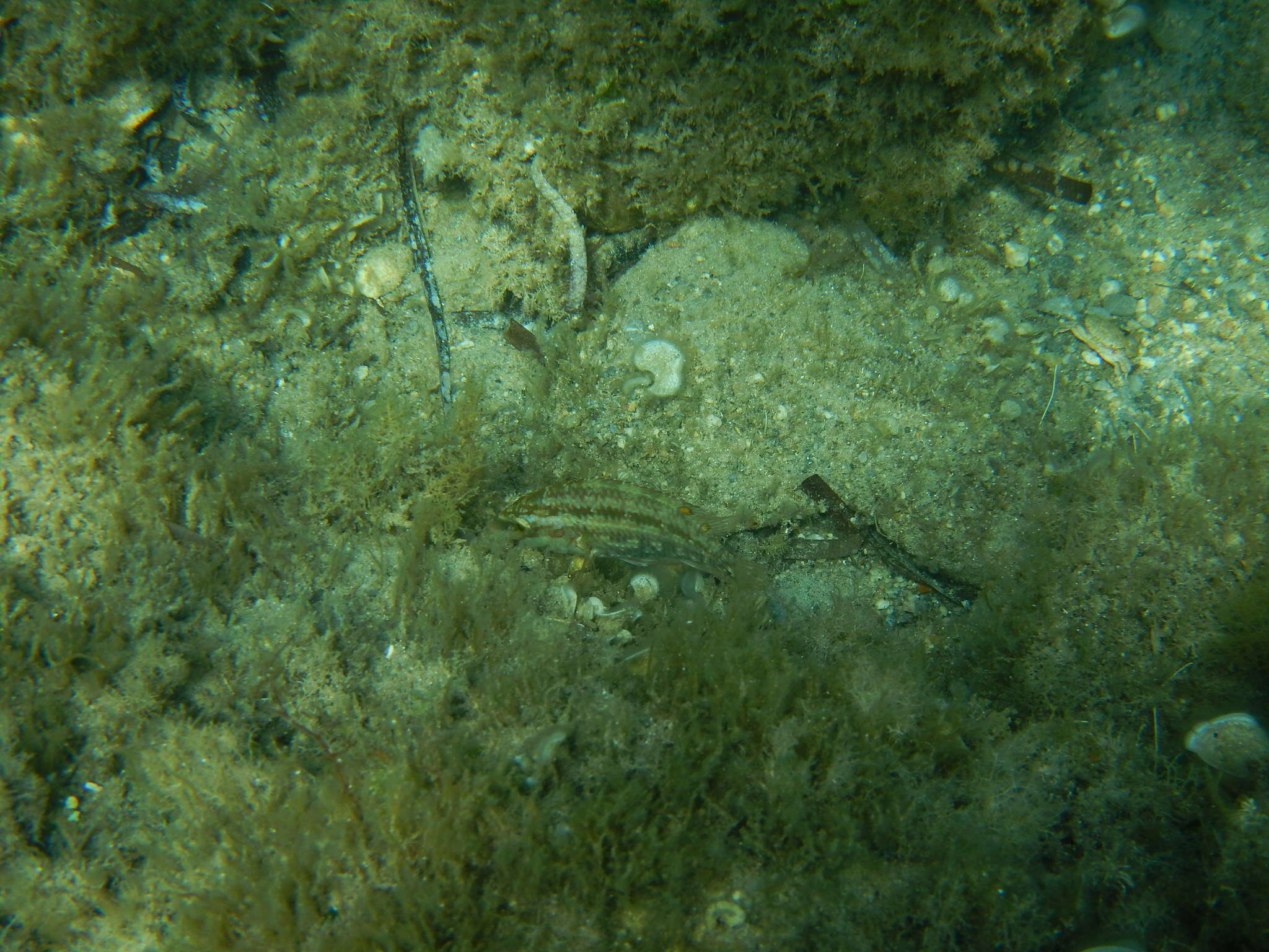 Image of Five-spotted Wrasse