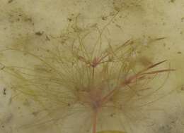 Image of Algal-Bulrush