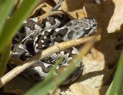 صورة Vipera latastei Bosca 1878