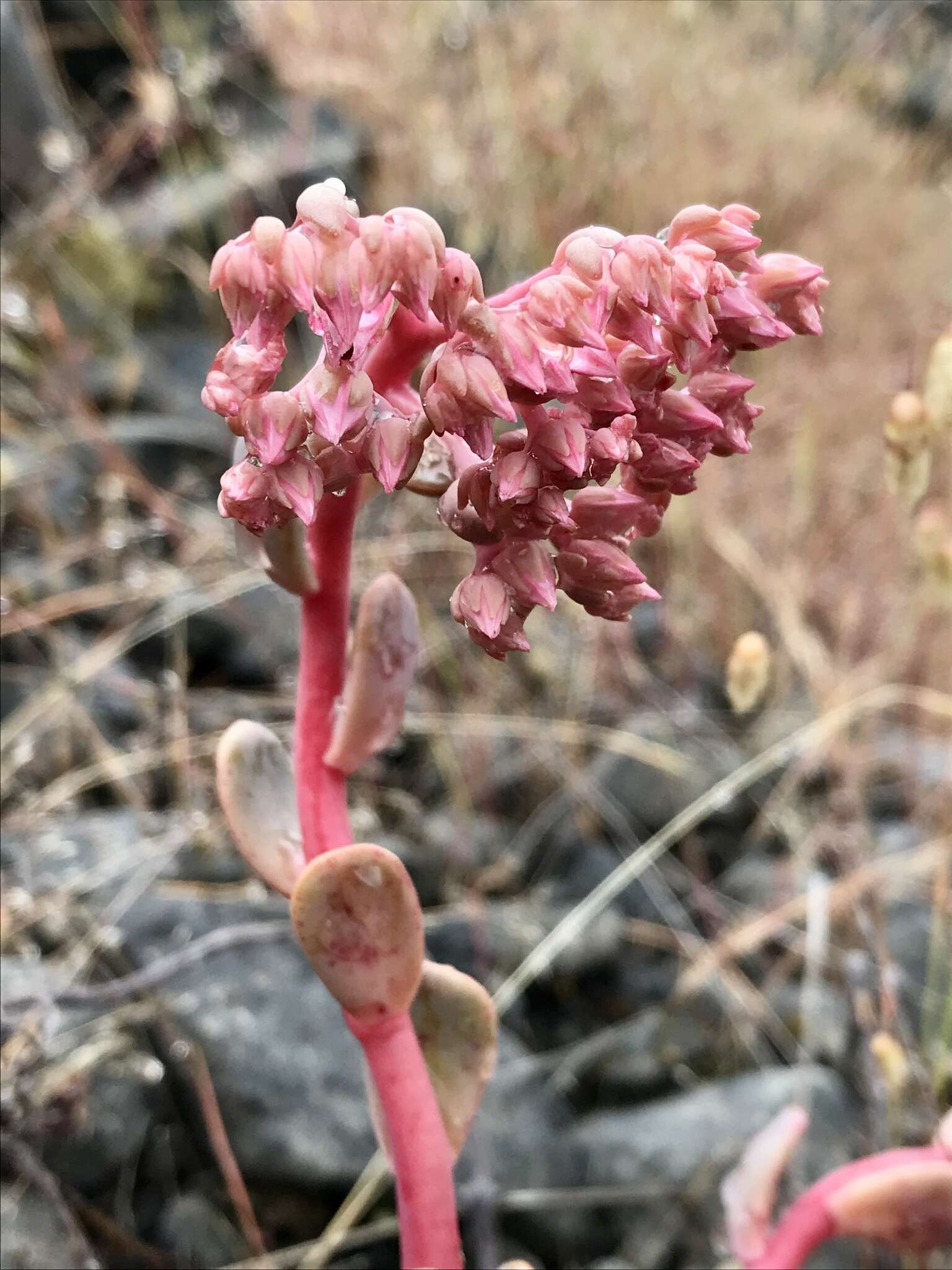 Imagem de Sedum laxum subsp. laxum