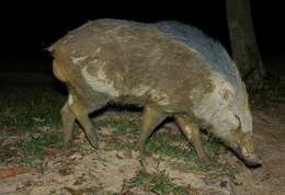 Sus scrofa vittatus Boie 1828 resmi