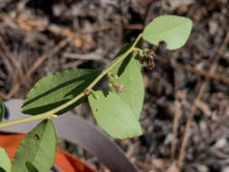 Image of creeping blueberry