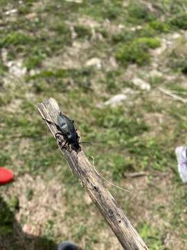 Image of Carabus (Pachycarabus) koenigi Ganglbauer 1887