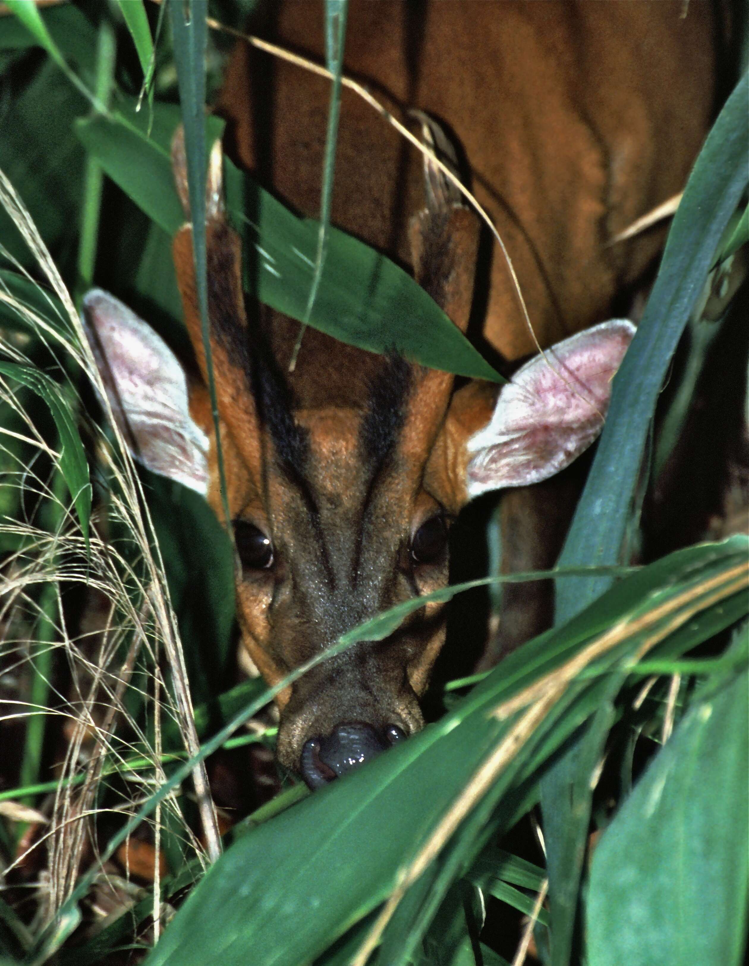 Image of Barking Deer