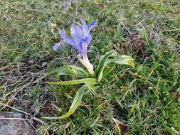 Imagem de Iris planifolia (Mill.) T. Durand & Schinz