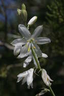 Image of Anthericum baeticum (Boiss.) Boiss.