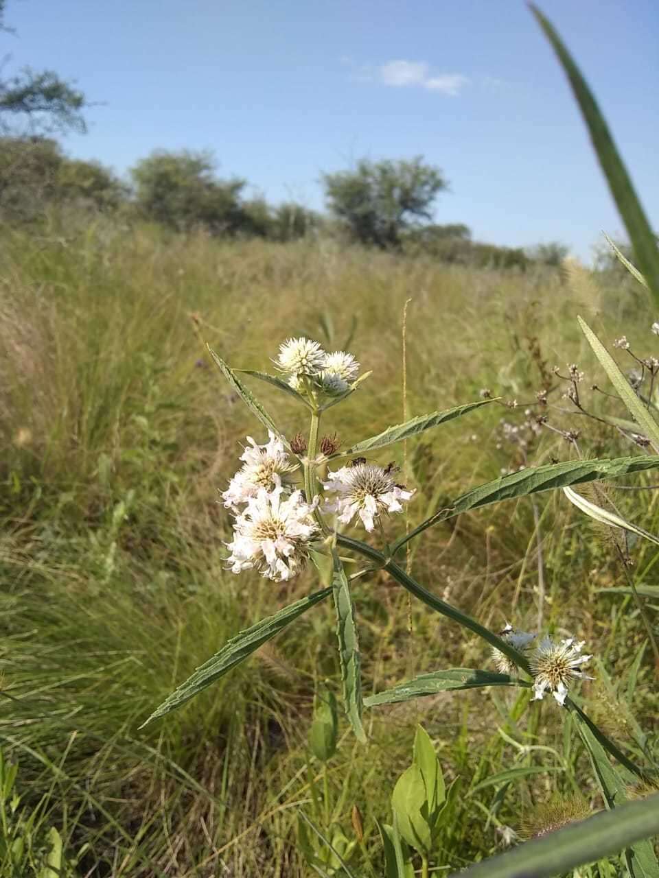 Image of Hyptis lappacea Benth.