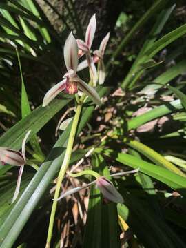 Image de Cymbidium dayanum Rchb. fil.