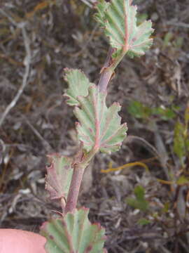 Image of Pelargonium betulinum (L.) L'Her.