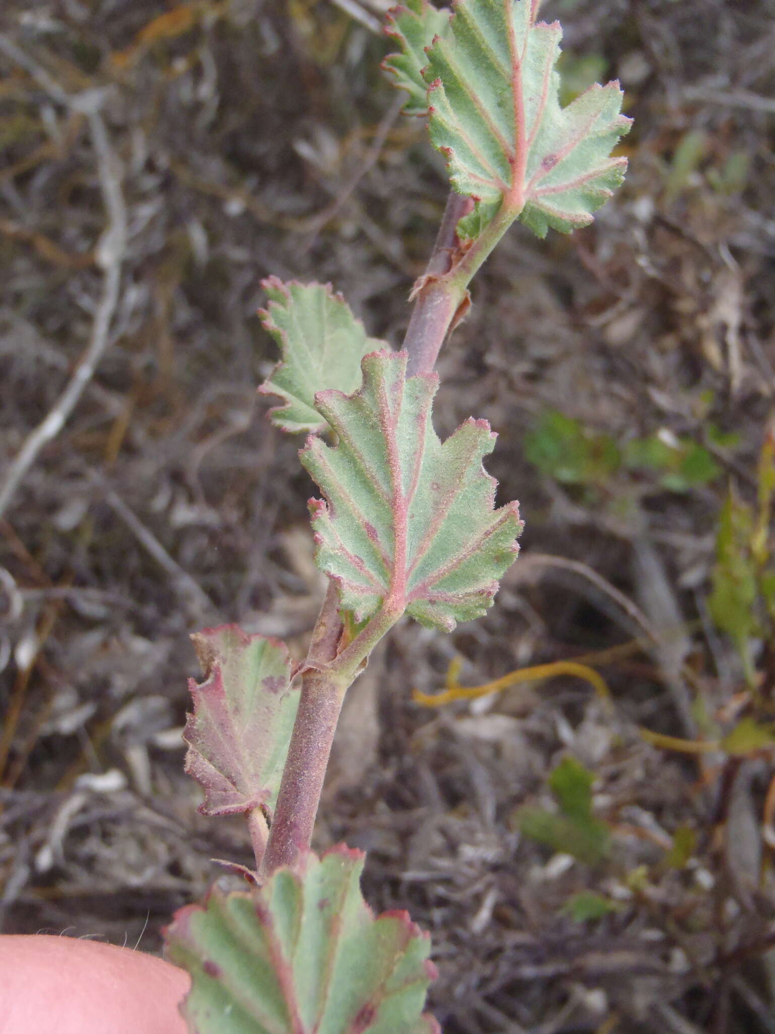 Imagem de Pelargonium betulinum (L.) L'Her.