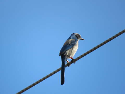 Image of Florida Jay