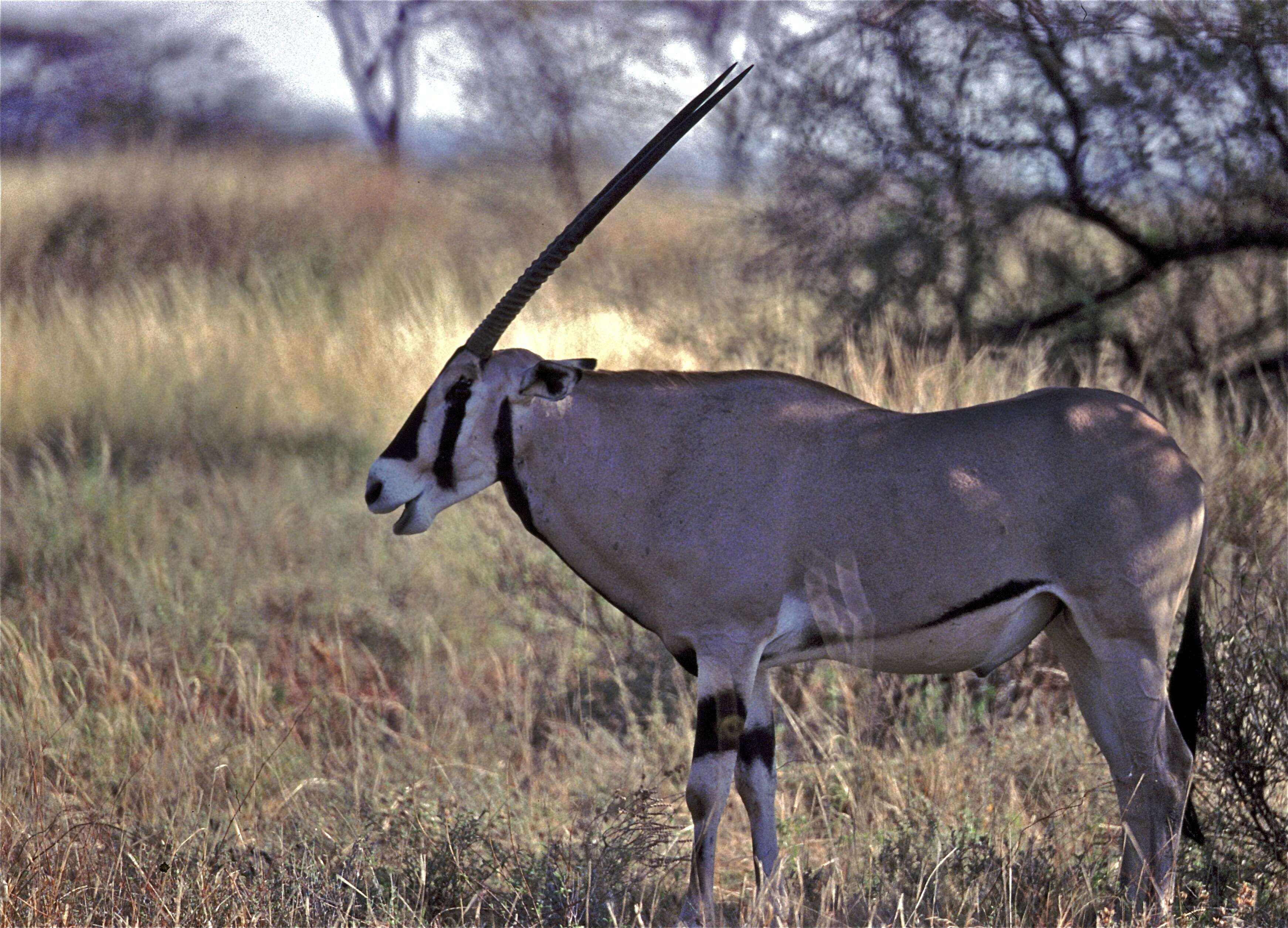 Image of Beisa Oryx