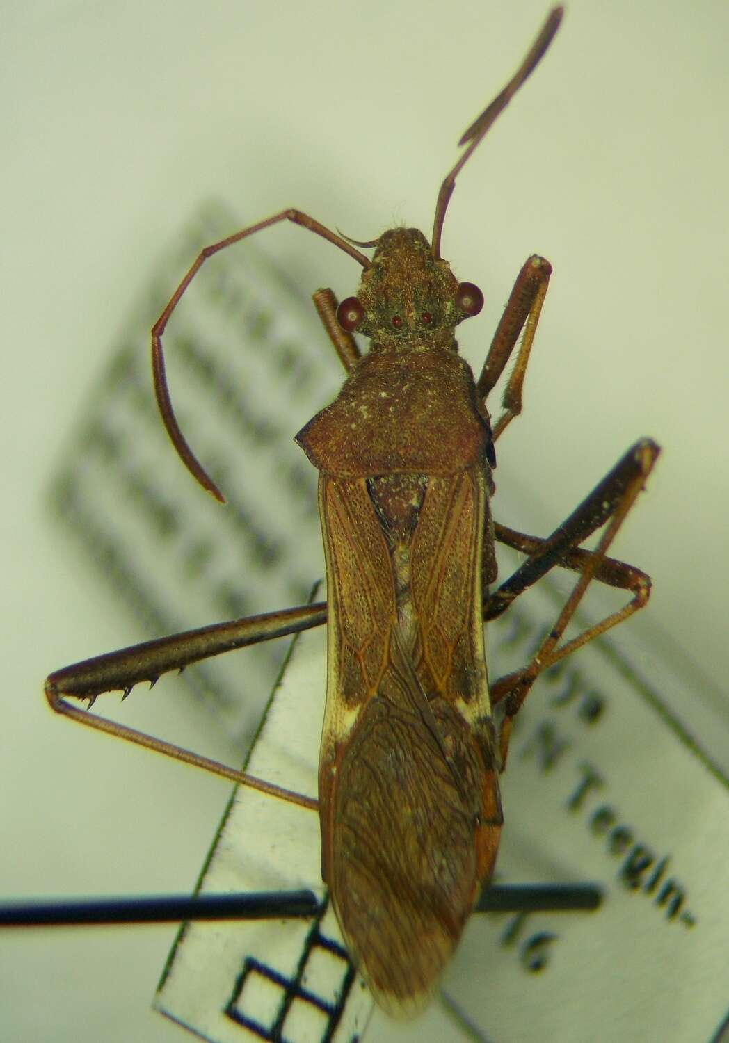 Image of Megalotomus ornaticeps (Stål 1858)