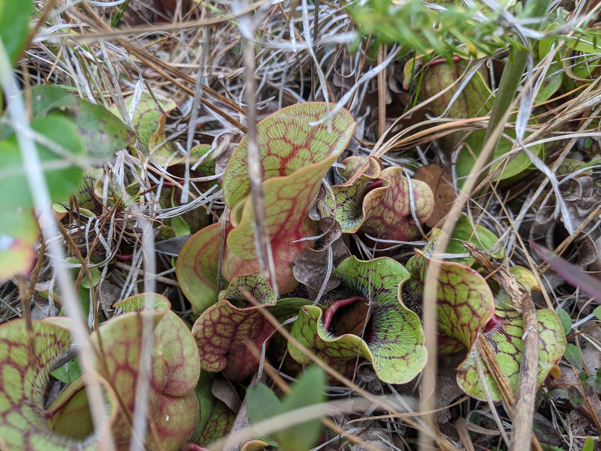 Image of Sarracenia purpurea subsp. venosa (Raf.) Wherry