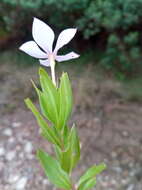 Image of Catharanthus coriaceus Markgr.