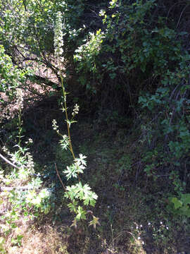 Image of California larkspur