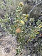 Image of Banksia obovata A. R. Mast & K. R. Thiele