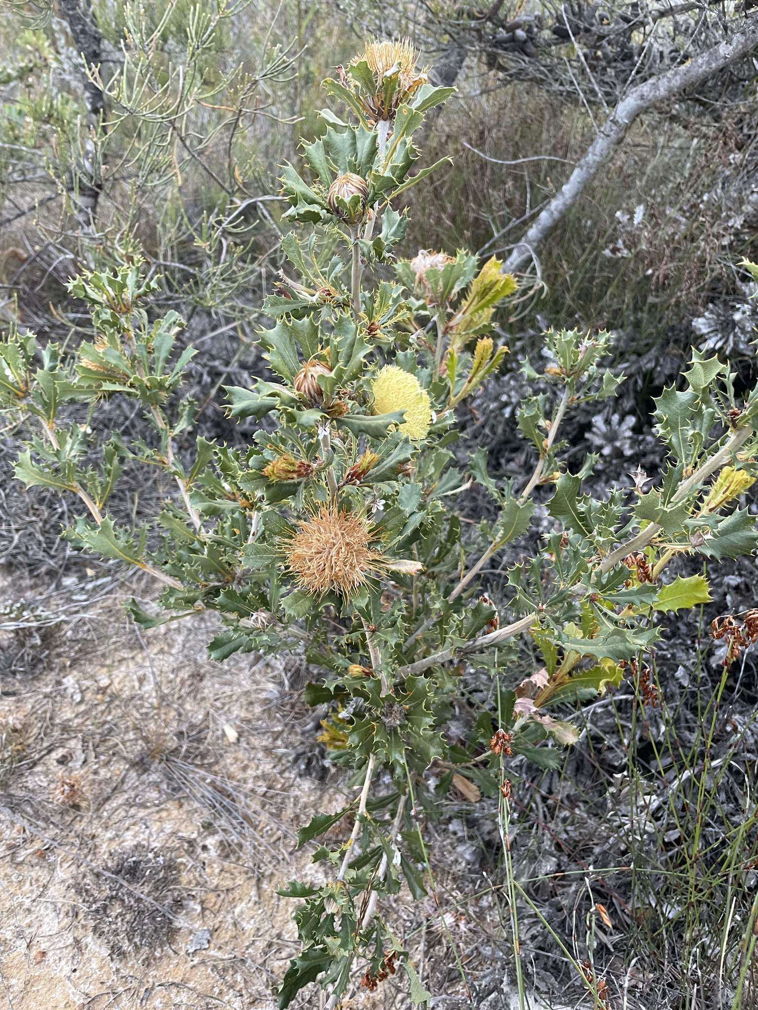 Image of Banksia obovata A. R. Mast & K. R. Thiele