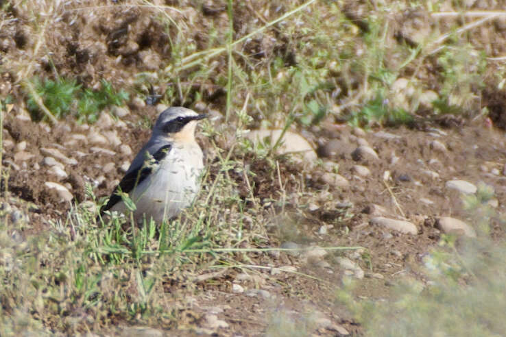 Image of Oenanthe oenanthe oenanthe (Linnaeus 1758)