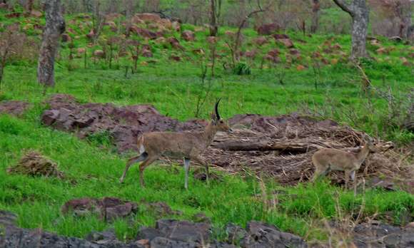 Image of Southern Reedbuck