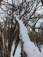 Image of Bronze Poplar Borer