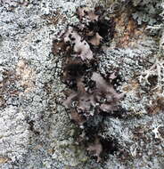 Image of manyroot navel lichen