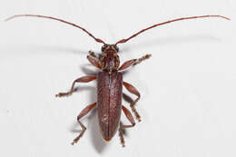 Image of Ceresium long-horned beetle
