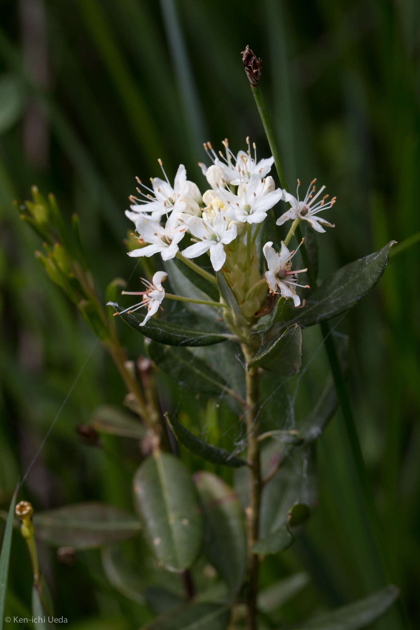 Image de Rhododendron columbianum (Piper) Harmaja