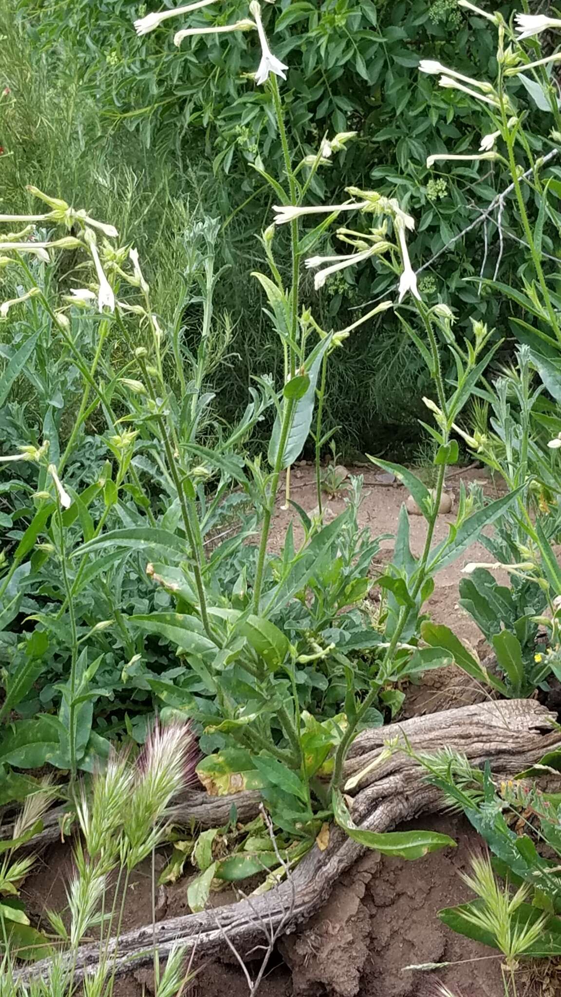 Nicotiana quadrivalvis var. wallacei (A. Gray) Mansf. resmi