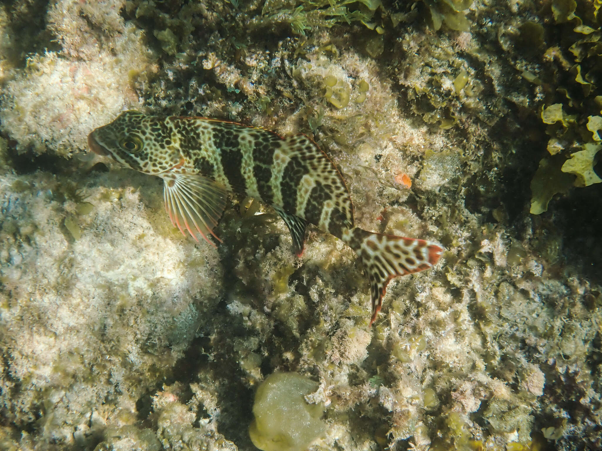 Image of Redlip morwong