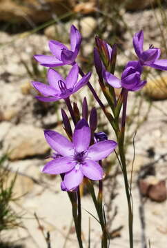 Image of Thereianthus longicollis (Baker) G. J. Lewis