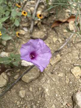 Imagem de <i>Ipomoea <i>ternifolia</i></i> var. ternifolia