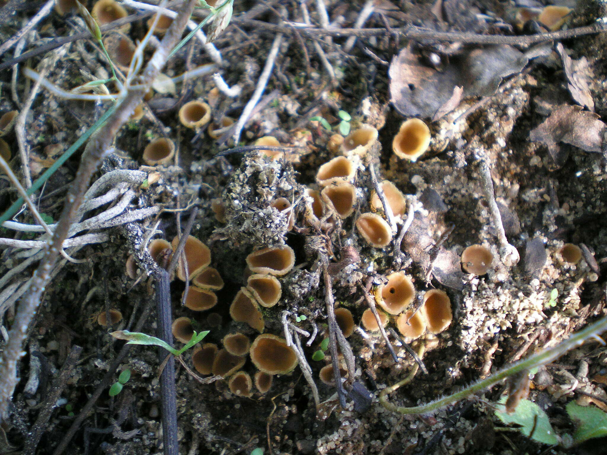 Image of Sepultariella semi-immersa (P. Karst.) Van Vooren, U. Lindem. & Healy 2017