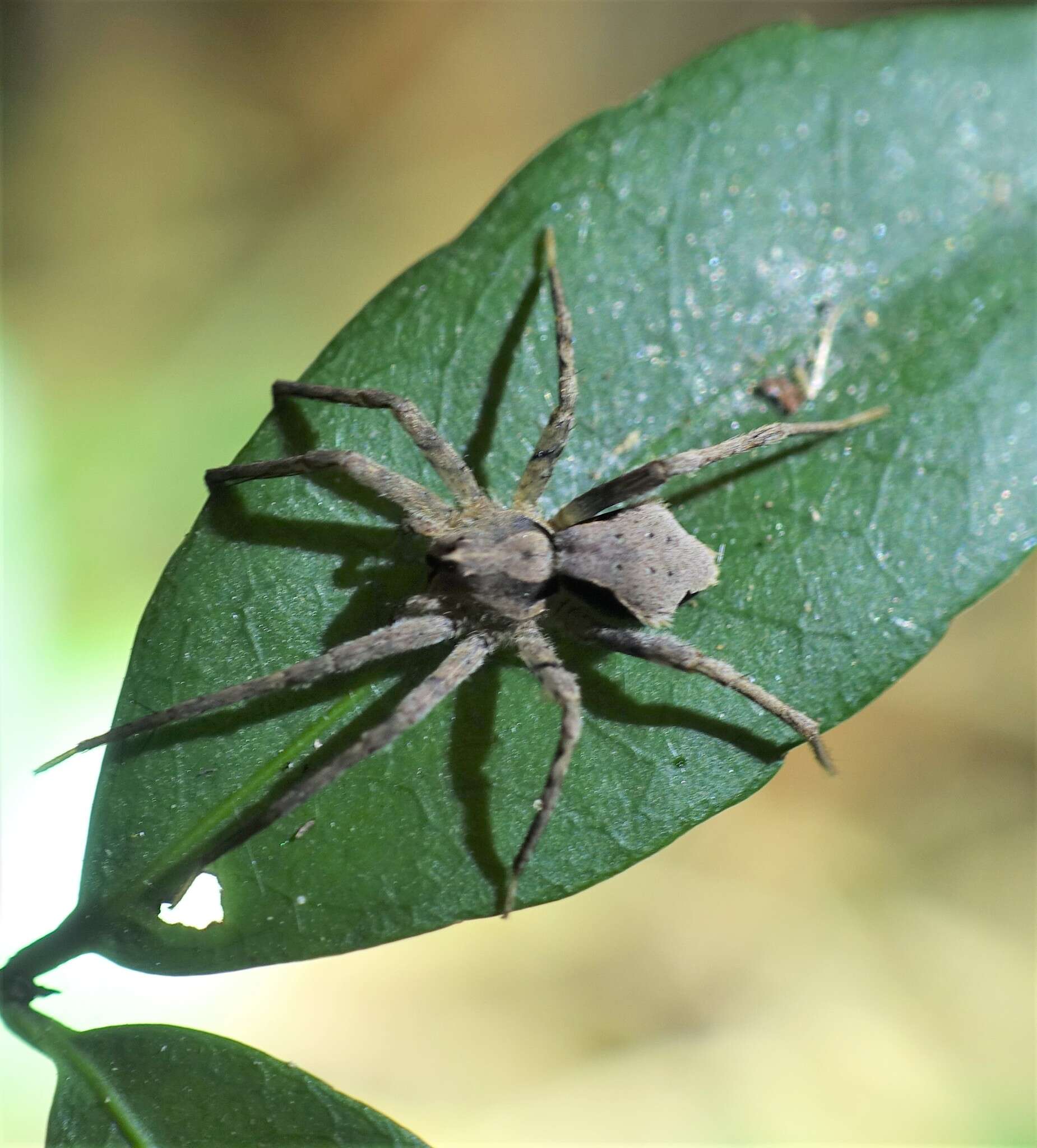 Plancia ëd Ornodolomedes mickfanningi Raven & Hebron 2018