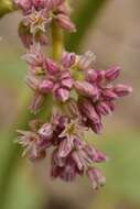 Image of volcanic buckwheat