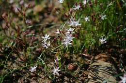 Image of Strumaria tenella subsp. tenella