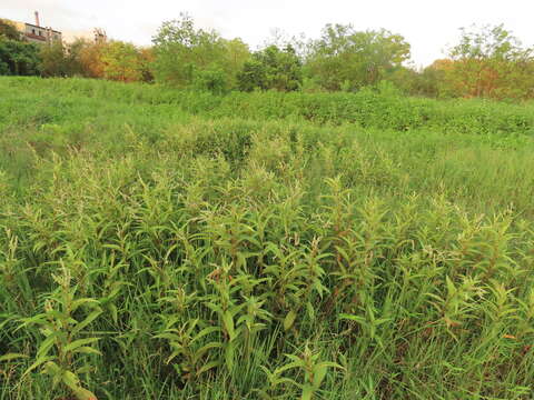 Imagem de Persicaria barbata (L.) H. Hara