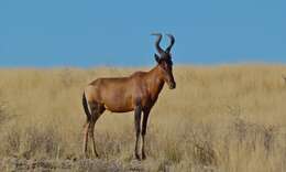 Image of Hartebeest