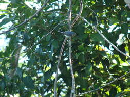 Image of White-browed Gnatcatcher