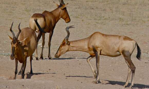 Image of Hartebeest