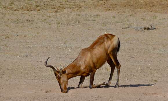 Image of Hartebeest