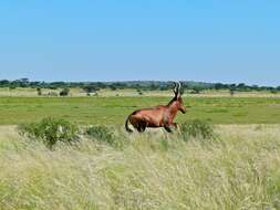 Image of Hartebeest