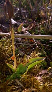 Aporostylis bifolia (Hook. fil.) Rupp & Hatch resmi