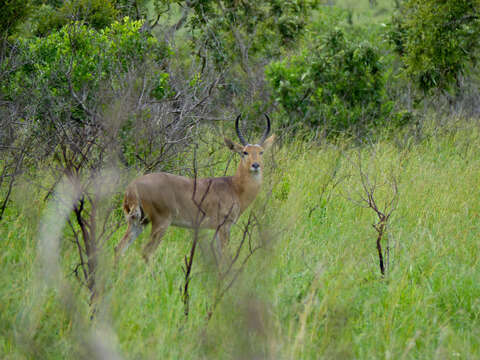 Image of Southern Reedbuck