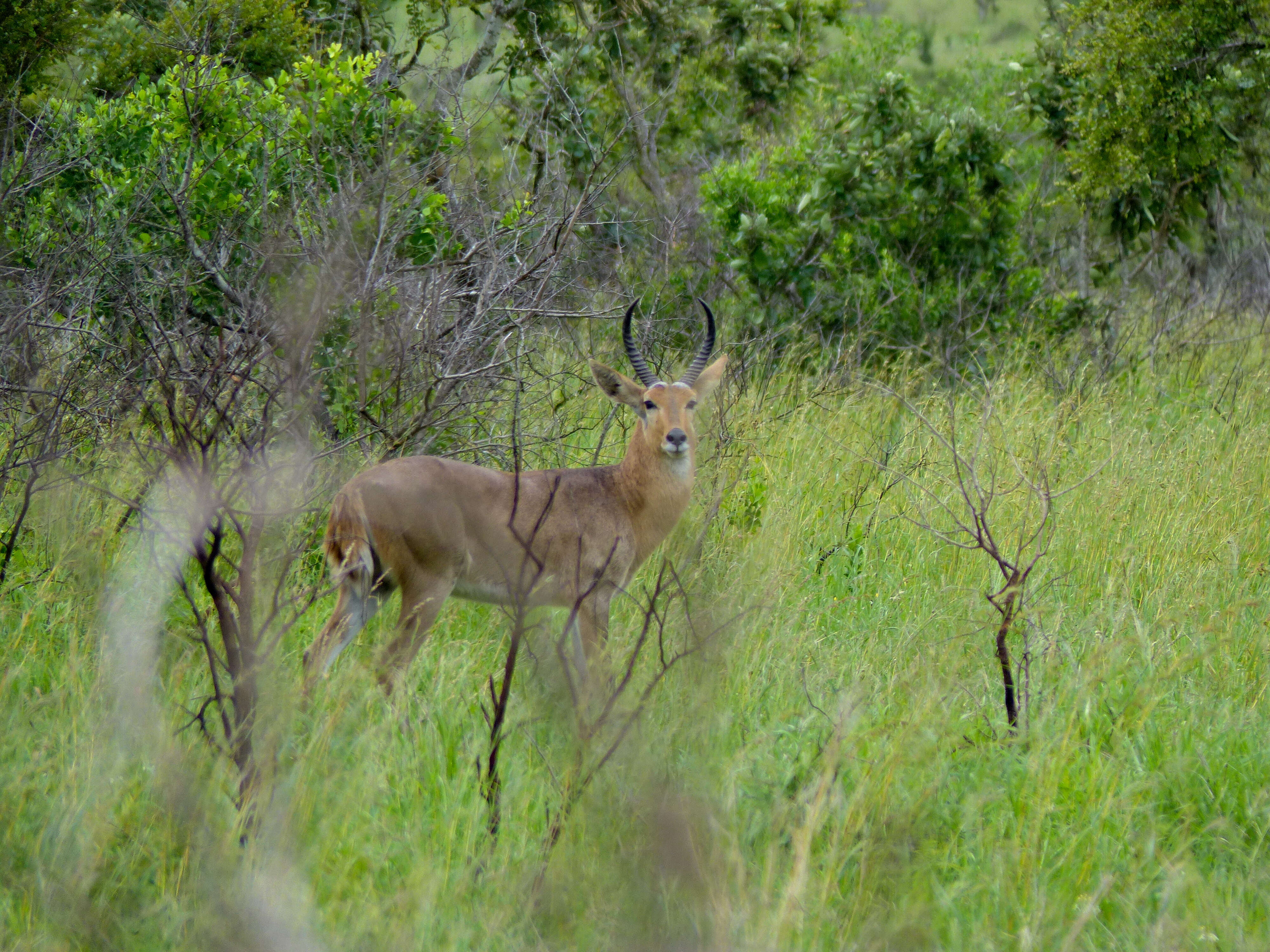 Image de Redunca grande