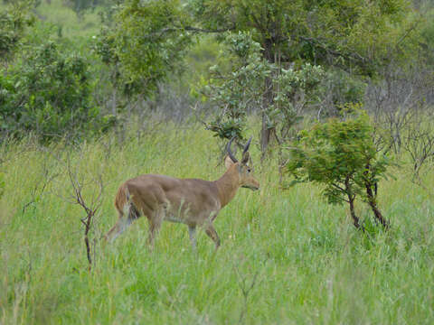 Image de Redunca grande