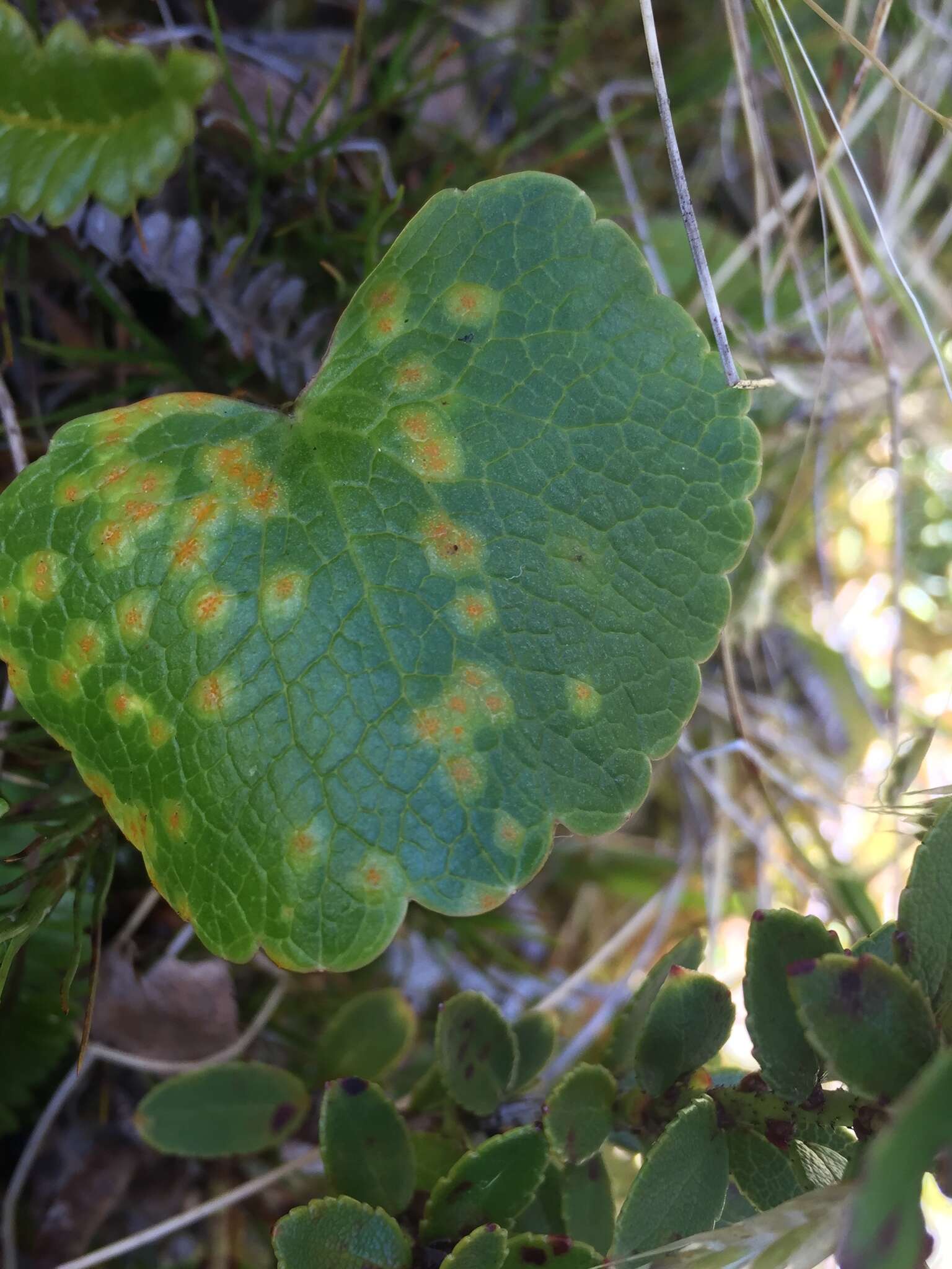 Image of Aecidium ranunculi-lyallii G. Cunn. 1930