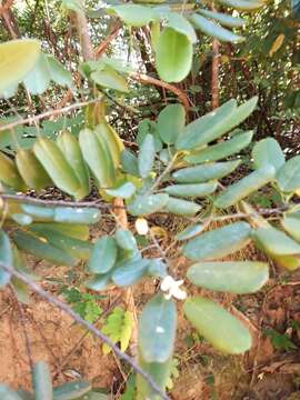 Image of Baphia madagascariensis (A. Heller) A. Heller