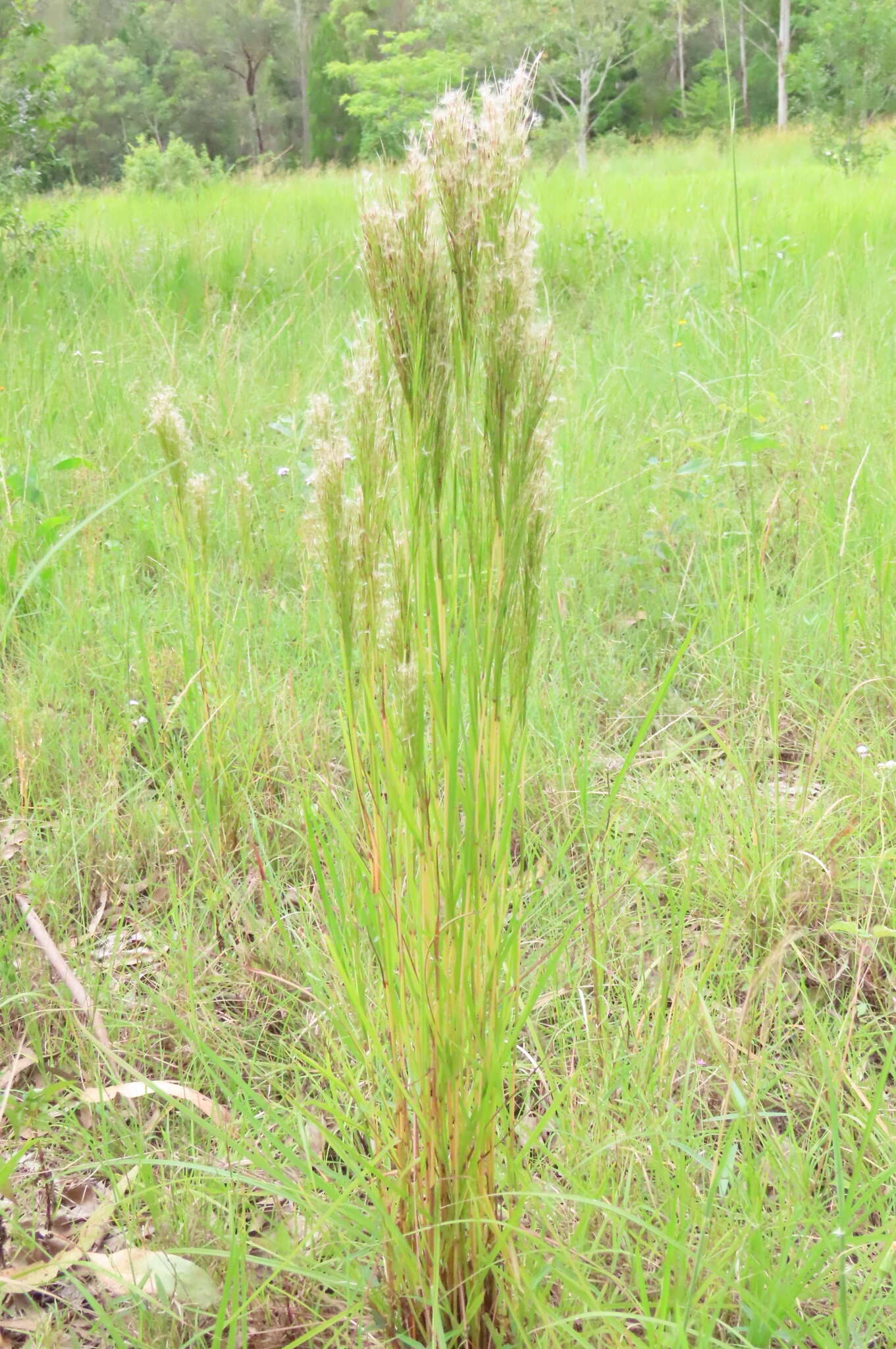 Image of Schizachyrium microstachyum (Desv.) Roseng., B. R. Arrill. & Izag.