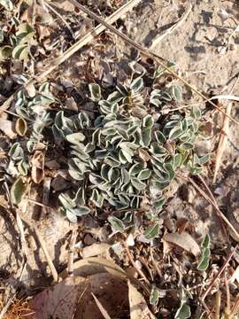 Plancia ëd Dichondra sericea Sw.